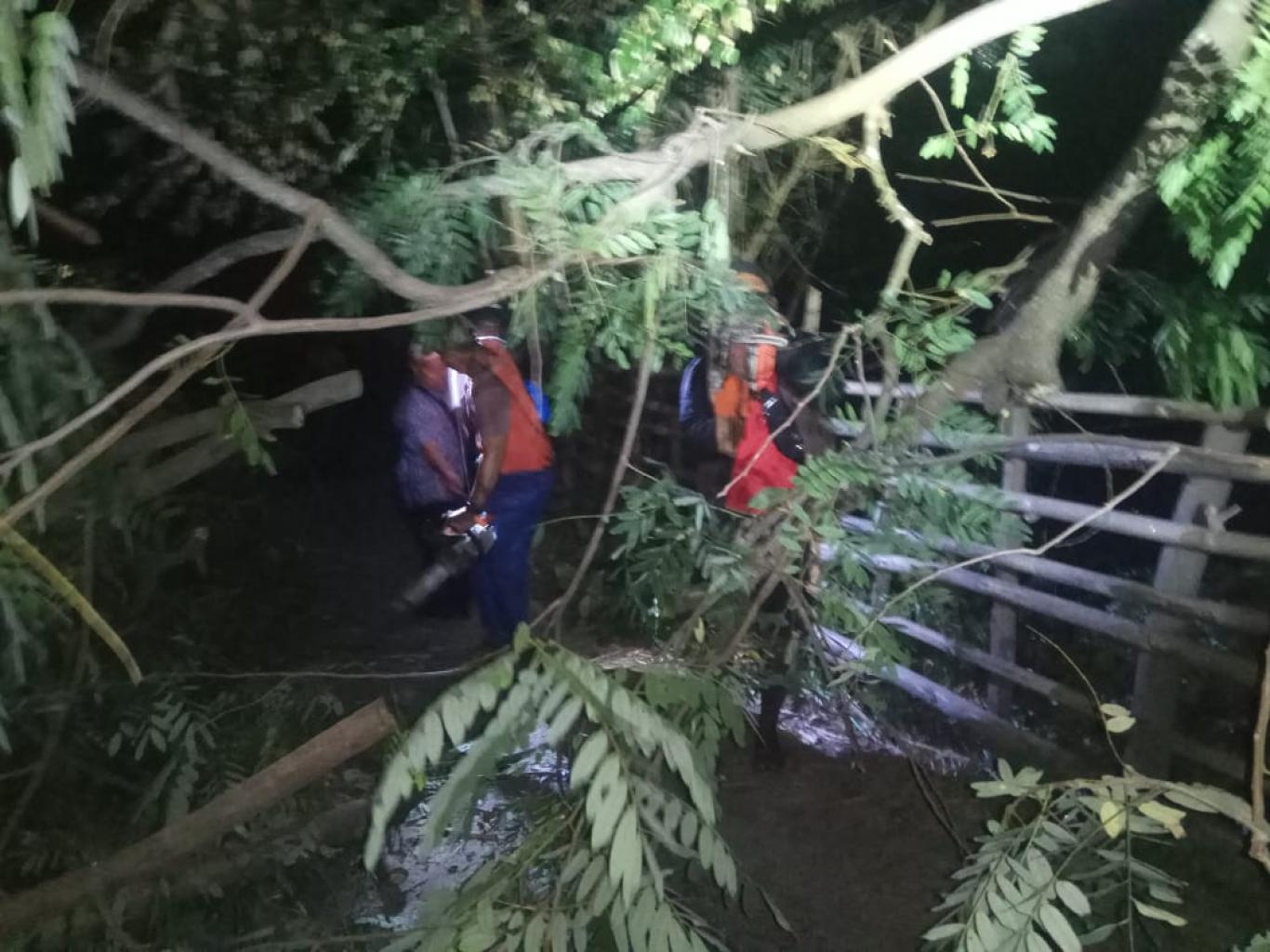 Pohon Rapuh, di Wonokromo I Tumbang ke Jalan