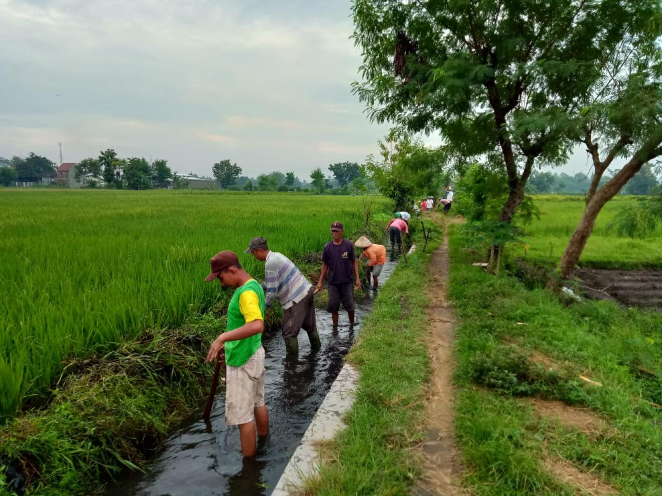 Gapoktan Sumber Rejeki Karanganom Bersihkan Irigasi Untuk Tingkatkan  Swasembada Pangan 